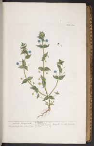 图版 274，选自《奇异的草药 作者 伊丽莎白布莱克威尔