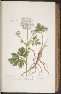 图版 279，选自《奇异的草药 作者 伊丽莎白布莱克威尔
