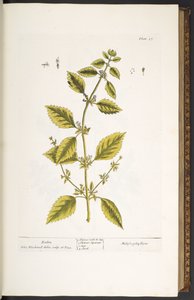 图版 27，万金油，选自《奇异的草药 作者 伊丽莎白布莱克威尔