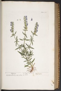图版 296，选自《奇异的草药 作者 伊丽莎白布莱克威尔