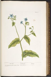 图版 36，Borrage，选自《奇异的草药 作者 伊丽莎白布莱克威尔