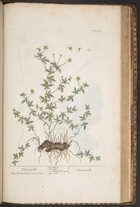 图版 445，选自《奇异的草药 作者 伊丽莎白布莱克威尔