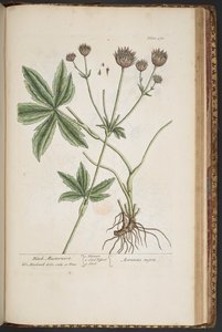 图版 470，选自《奇异的草药 作者 伊丽莎白布莱克威尔