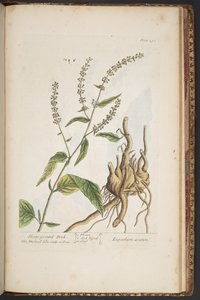 图版 491，选自《奇异的草药 作者 伊丽莎白布莱克威尔