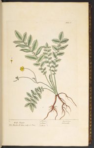 图版 6，野生坦西，选自《奇异的草药 作者 伊丽莎白布莱克威尔
