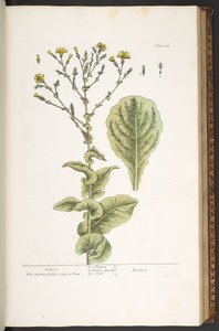 图版 88，选自《奇异的草药 作者 伊丽莎白布莱克威尔