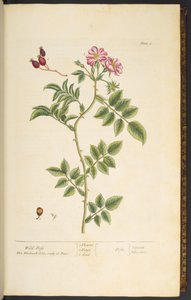 图版 8，野玫瑰，选自《奇异的草药 作者 伊丽莎白布莱克威尔
