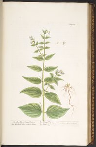 图版 96，选自《奇异的草药 作者 伊丽莎白布莱克威尔