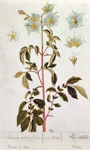 马铃薯花，来自&39;Herbarium Blackwellianum&39;的盘子，于1757年在德国纽伦堡出版（彩色版画） 作者 伊丽莎白布莱克威尔