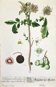 马铃薯植物和水果，来自&39;Herbarium Blackwellianum&39;的盘子，于1757年在德国纽伦堡出版（彩色版画）