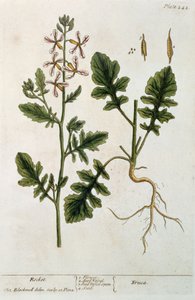 火箭，板块242来自&39;A Curious Herbal&39;，1782年出版（彩色雕刻）