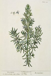 Rosmarinus Officinalis，来自&39;A Curious Herbal&39;，1782年（彩色雕刻） 作者 伊丽莎白布莱克威尔