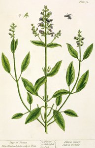 来自&39;A Curious Herbal&39;的Salviam，1782年（彩色雕刻） 作者 伊丽莎白布莱克威尔