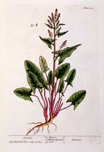 栗色，来自&39;A Curious Herbal&39;的230号板，于1782年出版（彩色雕刻） 作者 伊丽莎白布莱克威尔