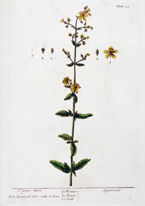 圣约翰草，1782年 作者 伊丽莎白布莱克威尔