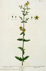 St. John&39;s Wort，来自&39;A Curious Herbal&39;的第15块，于1782年出版（彩色版画） 作者 伊丽莎白布莱克威尔