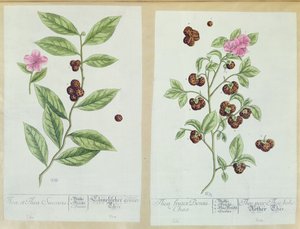 来自&39;Herbarium Blackwellianum&39;的茶和中国茶，1757年在德国纽伦堡出版（彩色版画） 作者 伊丽莎白布莱克威尔