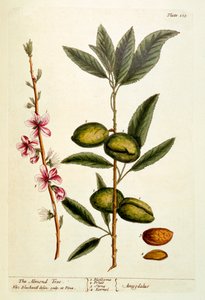 杏仁树，来自&39;A Curious Herbal&39;的105号板，1782年出版（彩色雕刻） 作者 伊丽莎白布莱克威尔