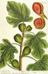 无花果树，来自&39;A Curious Herbal&39;的125号板，1782年出版（彩色雕刻）