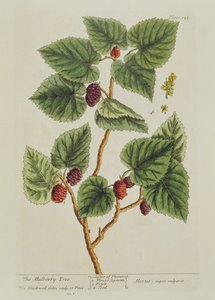 桑树，来自&39;A Curious Herbal&39;的板126，出版于1782年（彩色雕刻） 作者 伊丽莎白布莱克威尔