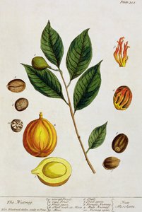 Nutmeg，来自&39;A Curious Herbal&39;的第353页，出版于1782年（彩色雕刻）
