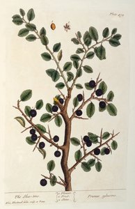 The Sloe Tree，来自&39;The Curious Herbal&39;的494号盘，于1782年出版（彩色版画） 作者 伊丽莎白布莱克威尔