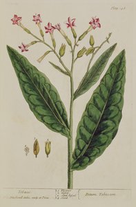 烟草，来自&39;A Curious Herbal&39;的146号板，1782年出版（彩色雕刻）
