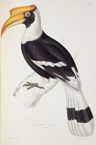 Buceros Cavatus，来自“喜马拉雅山脉的鸟类世纪”，1830  -  32年作者：John Gould（1804-81）