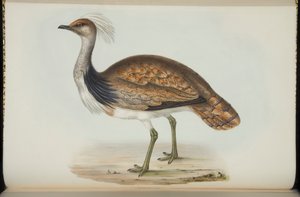 t鸟，摘自约翰·古尔德（John Gould）的《欧洲鸟类》