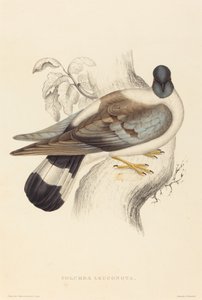 雪鸽（Columba Leuconota）。