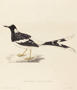 斑叉尾鸲