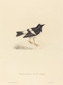 小叉尾鸲