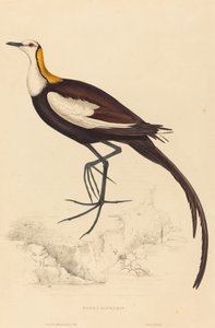 野鸡尾美洲豹