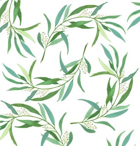 桉树叶，2018（水彩和丙烯酸） 作者 伊丽莎白·里德