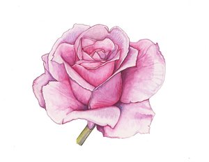 粉红玫瑰，2012 年（水彩画） 作者 伊丽莎白·里德