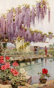 牡丹园（彩色平版） 作者 艾拉·杜甘蔗