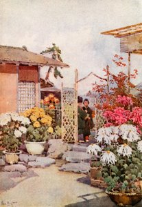 菊花，京都（彩色石版画） 作者 艾拉·杜甘蔗