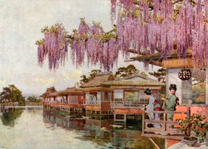 长冈 Wistaria（彩色印刷版） 作者 艾拉·杜甘蔗