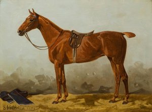E.Volkers，马鞍狐狸