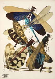 盘子 10 来自昆虫，酒吧。 1930 年代（照片印刷） 作者 埃米尔·阿兰·塞盖