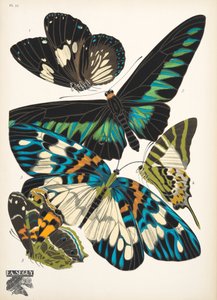 图 10，选自《Papillons》，1925 年出版。1925 年（pochoir 印刷品） 作者 埃米尔·阿兰·塞盖