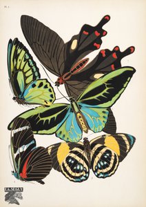 图版 1，选自《Papillons》，1925 年出版。1925 年（pochoir 印刷品） 作者 埃米尔·阿兰·塞盖