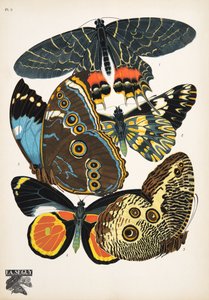 图 2，来自 Butterflies，酒吧。 1925 年（模板印刷）