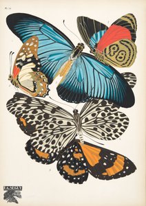 第 11 版，来自 Butterflies，酒吧。 1925 年（模板印刷）