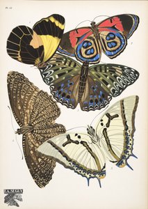 第 12 盘，来自 Butterflies，酒吧。 1925 年（模板印刷） 作者 埃米尔·阿兰·塞盖