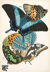 插图 13，选自《Papillons》，1925 年出版。1925 年（pochoir 印刷品） 作者 埃米尔·阿兰·塞盖
