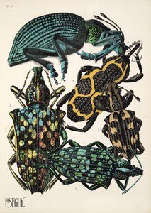 昆虫》第 14 版，出版于 1930 年（pochoir 版画）。1930 年代（pochoir 印刷品） 作者 埃米尔·阿兰·塞盖