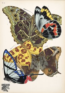第 15 版，来自 Butterflies，酒吧。 1925 年（模板印刷）
