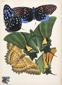插图 6，选自 Papillons，出版于 1925 年（pochoir 版画）。1925 年（pochoir 印刷品）