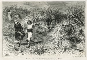 The collection of putty, a white resin of lentis, during the summer season, is the basis of the manufacture of an anisee brandy, drawing by Emile Bayard, to illustrate the story “Chio Island” (Eastern Turkey), in 1877, by Dr. A. Testevuide. Engraving in Le 作者 埃米尔·安托万·贝亚德
